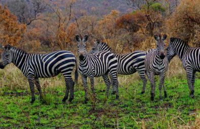 13 Days Uganda Rwanda Safari Combo