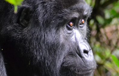 Gorilla Families in Uganda