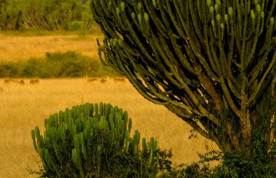 Queen Elizabeth National Park