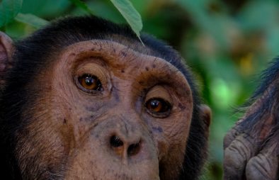 3 Days Uganda Chimpanzee Trekking in Kibale Forest