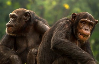 Chimpanzee Trekking in Kalinzu Forest