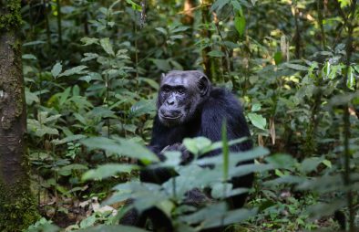 Chimpanzee Habituation in Uganda
