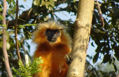 8 Days Uganda Primates Safari
