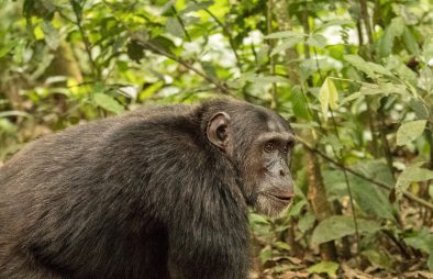 Chimpanzee Trekking in Uganda