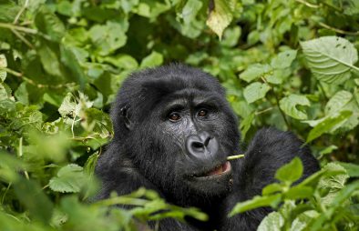 Gorilla Permit Booking Guide