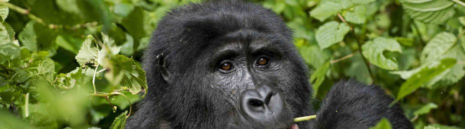 Gorilla Permit Booking Guide