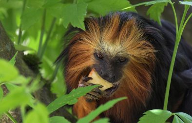 Golden Monkey Trekking in Uganda & Rwanda