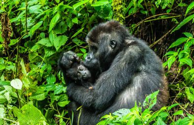 Gorilla Conservation in Uganda, Rwanda & DR Congo