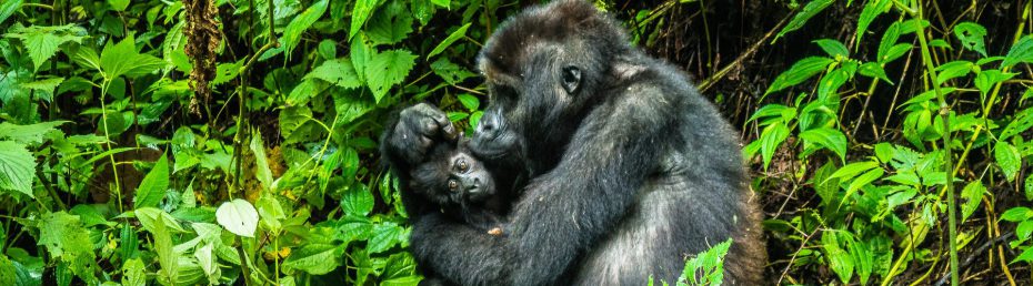 Gorilla Conservation in Uganda, Rwanda & DR Congo