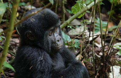 Important Gorilla Trekking Rules you should Follow