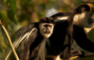 Kibale Forest National Park