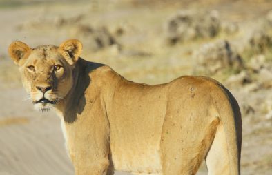 Lion Tracking in Uganda