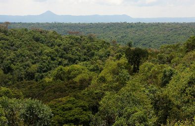 Maramagambo Forest