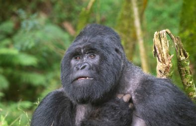 Mgahinga Gorilla National Park