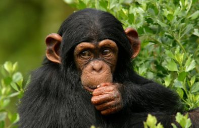 Ngamba Island Chimpanzee Sanctuary