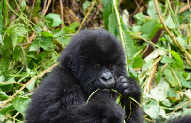 Packing List for Gorilla Trekking