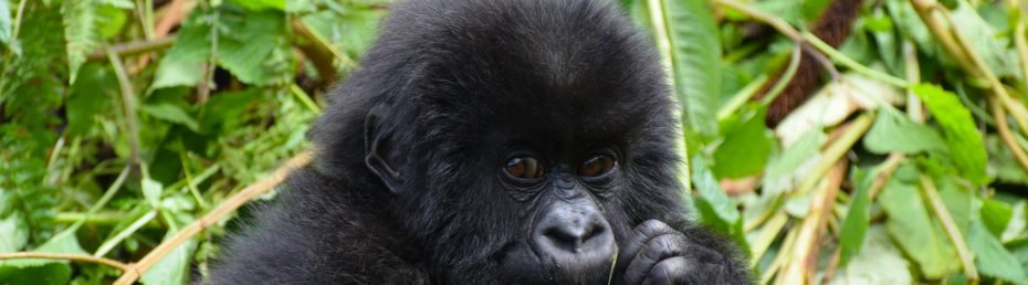Packing List for Gorilla Trekking