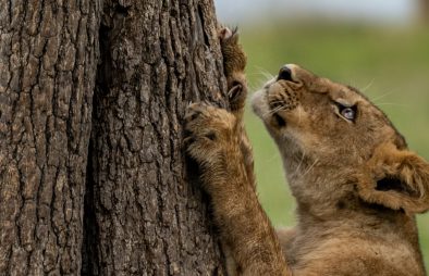 The Ishasha Tree Climbing Lions
