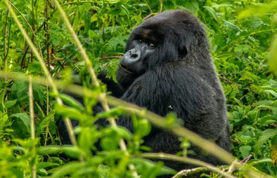 Cost of Gorilla Trekking in Africa
