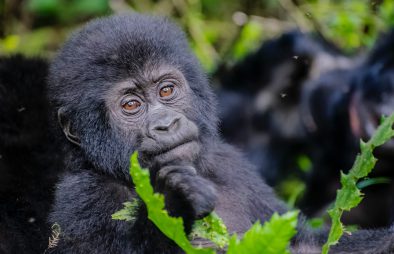 Uganda Gorilla Habituation in Bwindi