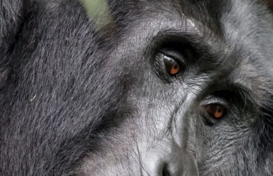 2 Days Rwanda Gorilla Trek