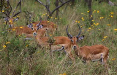 3 Days Akagera Wildlife Safari