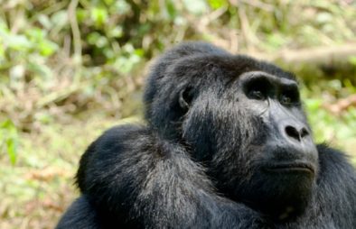 3 Days Congo Gorilla Safari