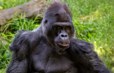 3 Days Lowland Gorilla Trekking in DR Congo