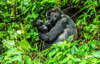 3 Days Mgahinga Gorilla Trekking Safari
