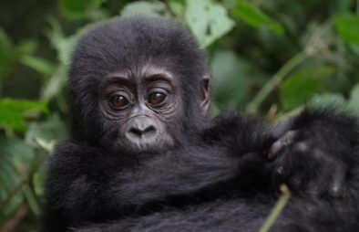 The Uganda Gorilla Habituation Experience in Rushaga Sector of Bwindi