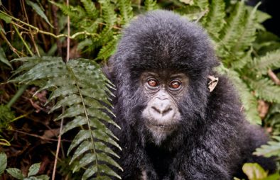 4 Days 2 Gorilla Treks in Rwanda
