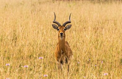 4 Days Murchison Falls Wildlife Safari