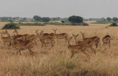 4 Days Queen Elizabeth Wildlife Safari