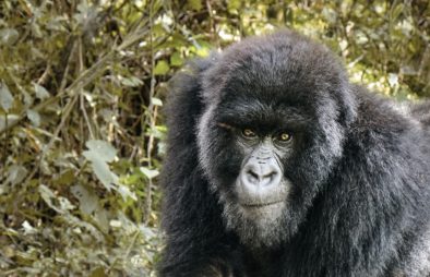 4 Days Uganda Rwanda Safari