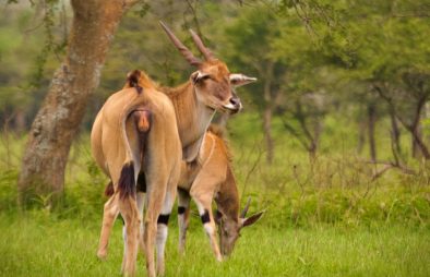 4 Days Uganda Wildlife Safari to Lake Mburo