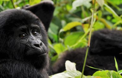 5 Days Uganda Gorilla Safari to Bwindi & Mgahinga
