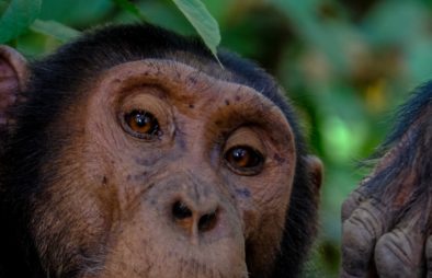 5 Days Uganda Wildlife & Chimpanzee Safari