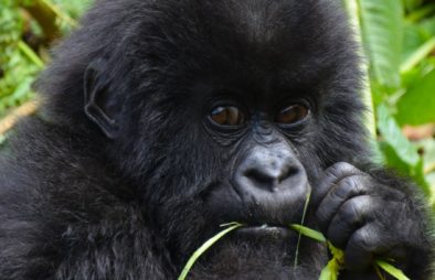5 Days Virunga Gorillas & Nyiragongo Hiking