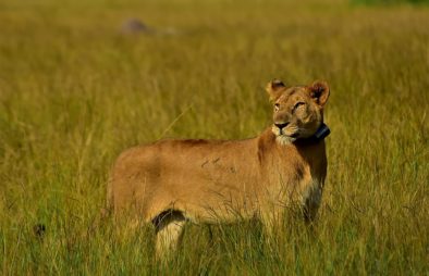 6 Days Kidepo & Murchison Falls Big Cats Safari