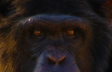 6 Days Uganda Primates & Wildlife Safari