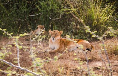 6 Days Uganda Wildlife Special Safari