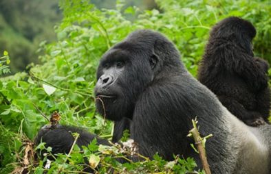 The Gorilla Group Allocation Process