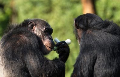 7 Days Rwanda Uganda Primates Safari
