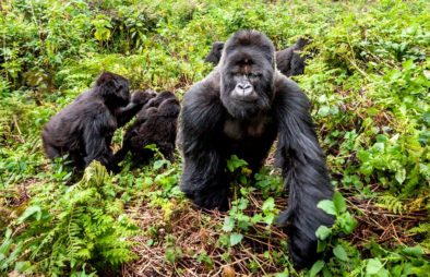 8 Days Rwanda Primates & Wildlife Safari