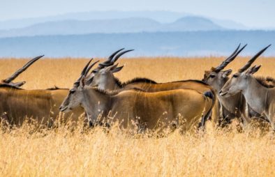 8 Days Uganda Gorillas & Maasai Mara Wildlife Safari