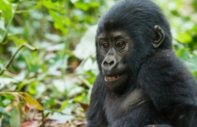 About Mountain Gorillas in Uganda