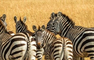 9 Days Uganda Wildlife Safari