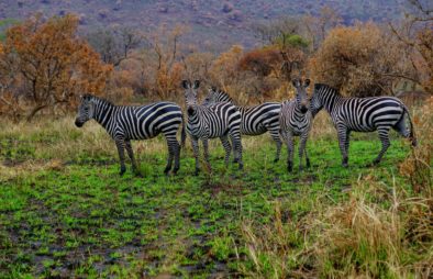 Akagera National Park