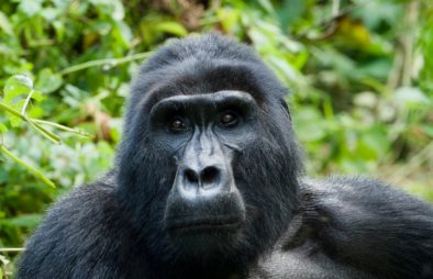 Best Time to See Mountain Gorillas in Africa