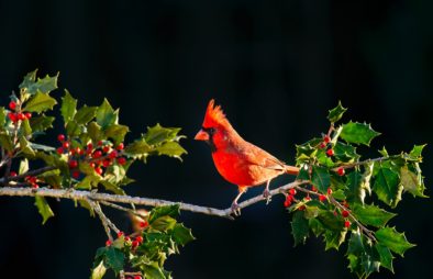 Bird Watching Safaris in Uganda